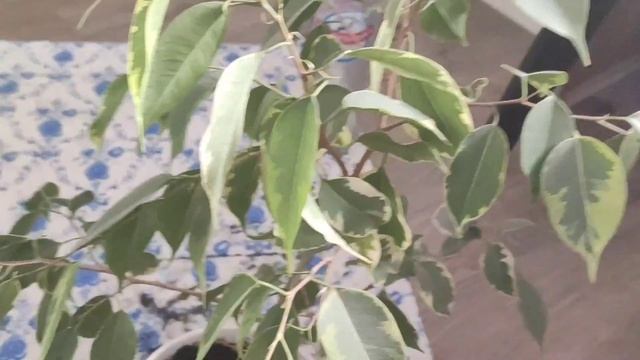 Влог за неделю / Сезон 8 / огурцы, ёлка, комната, стеллаж, смотреть онлайн