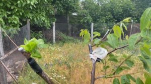 Ранняя прививка хурмы. 26. 05.2025