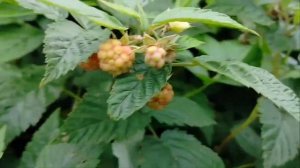 Дом в деревне/Обидно до слëз уничтожил и весь урожай/Н?