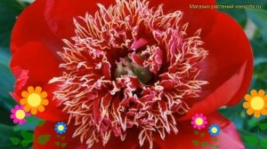 Пион молочноцветковый Уолтер Мейнс. Краткий обзор, оп?