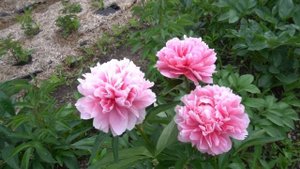 Пион Бесс Бокстосс (Bess Bockstoce)   W. S. Bockstoce  1955 г