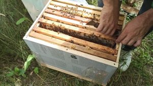 Делаем семью медовик. Подготовка пчелосемей к главном