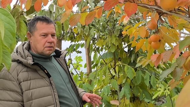 Хурма созрела в Беларуси! смотреть онлайн