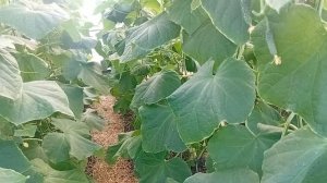 КАРБАМИД на огурцы! Главные ошибки и как сделать прави