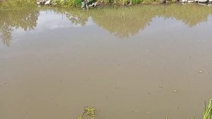 грунтовый пруд по Хольцеру, без пленки, аэратора, филь?