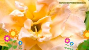 Лилейник гибридный Жан Свон. Краткий обзор, описание х