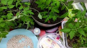 КАК ПРОВЕРИТЬ ВСХОЖЕСТЬ СЕМЯН ТЫКВЫ 🎃 И КУКУРУЗЫ🌽