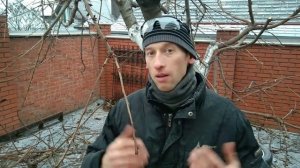 Как обрезать черешню ПРИЕМ влияющий на УРОЖАЙНОСТЬ!