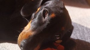 Такса умная и забавная Дина