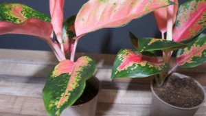 Аглаонема Оранж Стар - простое и некапризное растение