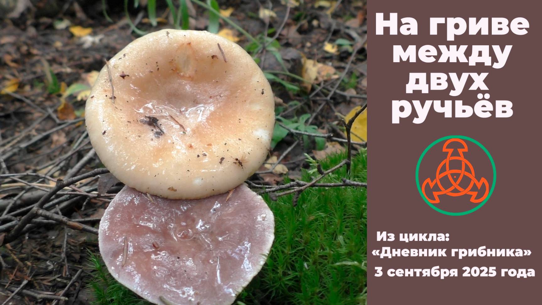 На гриве между двух ручьёв. 