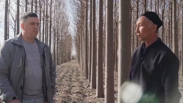 Этот БИЗНЕС на дереве Павловния приносит 70% годовых па смотреть онлайн