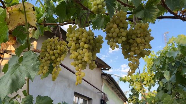 Виноград кишмиш Цимус смотреть онлайн