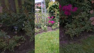 Сад и дождь.