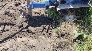 Все уже копают картофель,а мы только посадили и окучив