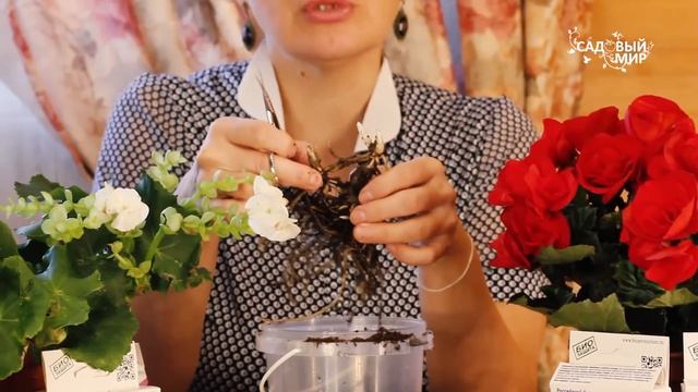 Как сохранить саженцы до весны? Помогут биопрепараты! смотреть онлайн