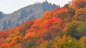 Золотая осень в горах Заилийского Алатау.