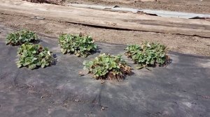 Посадка томатов в теплице. Секрет их НЕполива. Работа ?