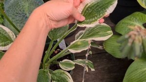 Хосты жaбки I Коллекция хост #julia_i_sad #2024 #collection #hostas #bayern #