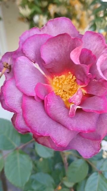 троянда блаувештадт 01.06.24р. смотреть онлайн