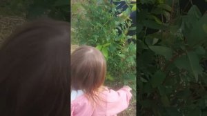 Жизнь на Кубани, наш сад.