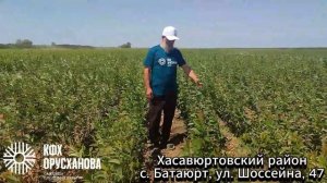 Подвой БЕСТ