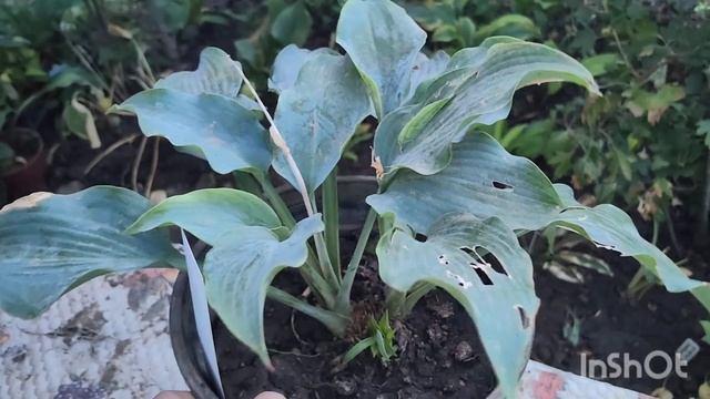 Новинки хост из питомника Fransen и не только 2024 смотреть онлайн