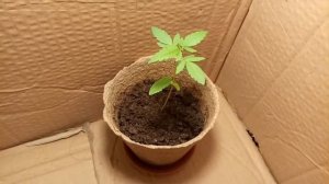 Выращивание марихуаны в домашних условиях / Забитый х?