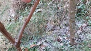 ФОРМИРОВАНИЕ ВИНОГРАДА/ ОБРЕЗКА ВИНОГРАДА ОСЕНЬЮ