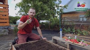 ВАЖНОЕ ПРАВИЛО ДЛЯ БОГАТОГО УРОЖАЯ РЕДИСА