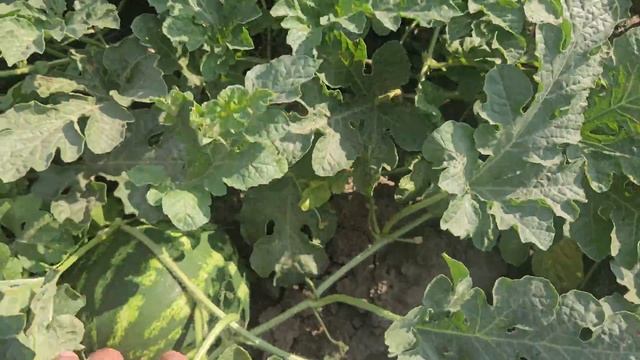 Арбуз ОсманМулатКримсонАлисон на 15.07.25