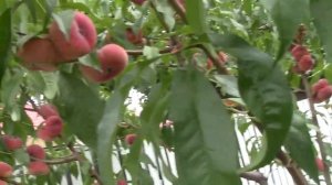 Инжирный персик сатурн на 4 год порадовал хорошим урож