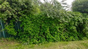 забор из дикого винограда июнь