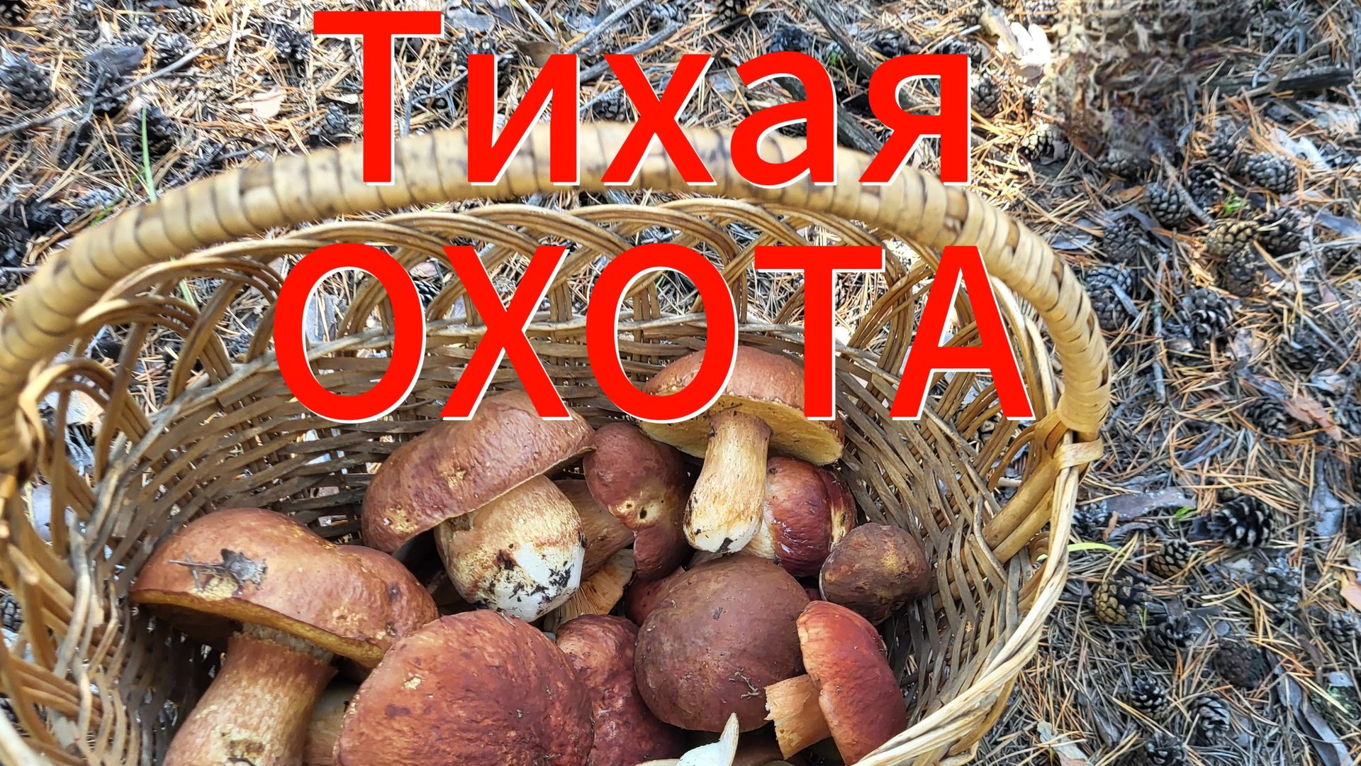 Удачно "поохотились"! 😄🍄🟫 смотреть онлайн