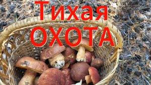 Удачно "поохотились"! 😄🍄🟫