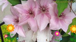 Клематис крупноцветковый пинк фентези. Краткий обзор,