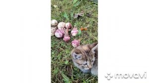 копаем топинамбур в октябре.