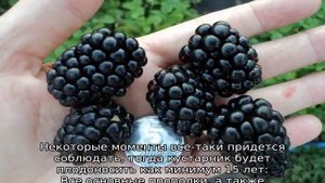 Ежевика Трипл Краун