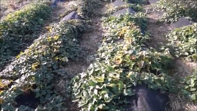 Батат. Результаты 2018 года смотреть онлайн