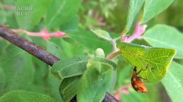 Божья коровка ест тлю. Ladybug eats aphids. MACRORUS смотреть онлайн