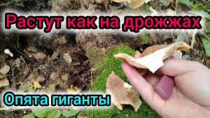 Опята растут как на дрожжах!
Колпаки кольчатые пошли.