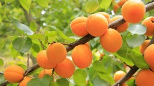 Как вырастить абрикос из косточки в домашних условиях