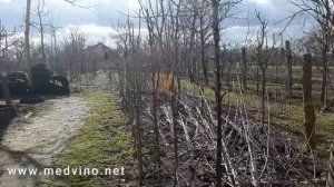 Обрезаем колонновидные яблони 3-4 лет