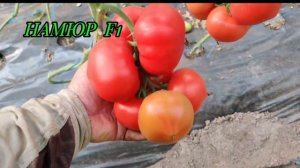 Томат НАМЮР F1 "сердечный биф" и красавец)))