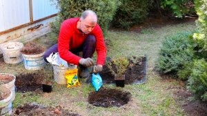 Сажаем голубику в средней полосе. Как посадить голуби?