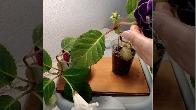 #249 Перекрестное опыление глоксинии смотреть онлайн