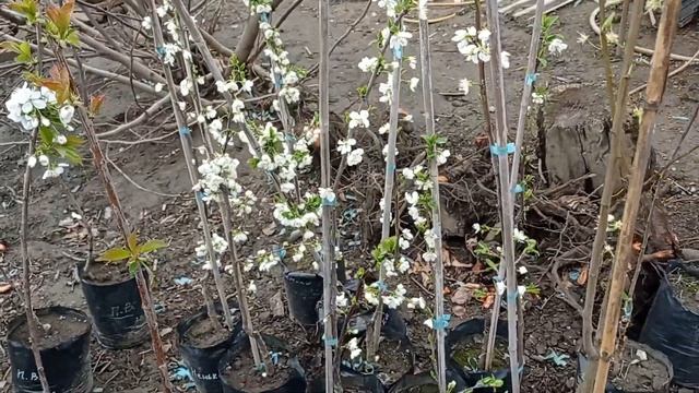 Когда начнут плодоносить саженцы. Весна 2025 смотреть онлайн