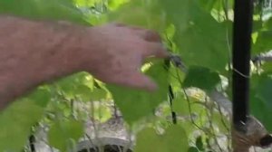 Мой метод выращивания огурцов в бочке-дубль 2.