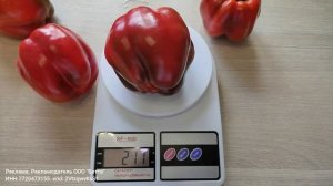 Рубиновый перец с толстыми стенками , куст, облеплен п?