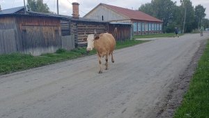 Не бросай свой огород, будешь сытым целый год